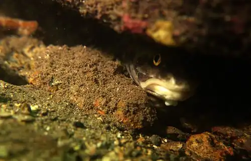 Rock ling beneath Edithburgh jetty