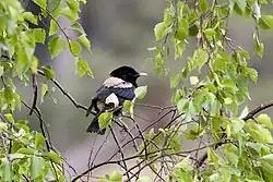 Rosy starling, Galtström, Västernorrland