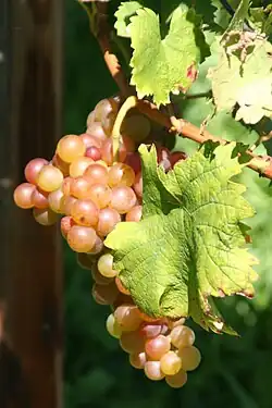 Muscat Rose grapes with small berries Rs