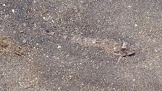 Camouflaged in gravel