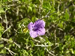 Detail of a flower in habitat
