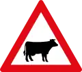 Cattle ahead