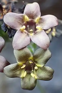 Close-up of light coloured flowers