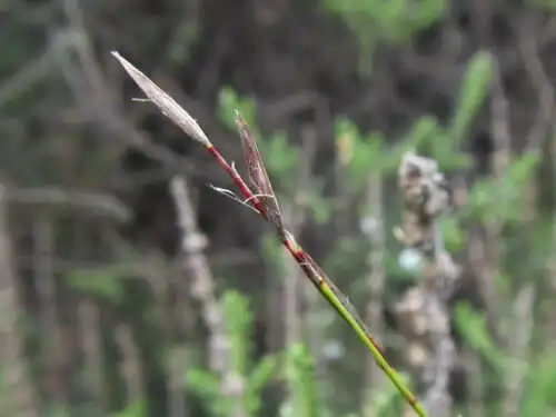 Flowering head