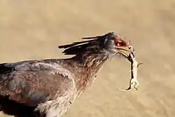 brownish bird with small dead lizard in its mouth