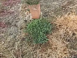 Salicornia quinqueflora in a field surrounded by recently planted trees.