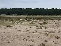 marsh with pine trees in the background