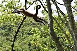 Image 18A capuchin monkey in the Bolivian yungas region (from Tropical Andes)