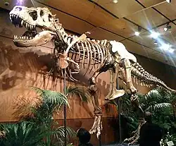 Samson the T. rex