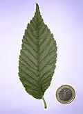 'San Zanobi' leaf, and 1 Euro coin