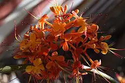 Close-up of saraca indica flowers.
