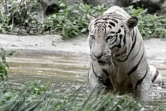 White tiger
