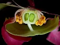 Flower cross section