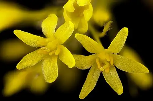 Pistillate (female) flowers
