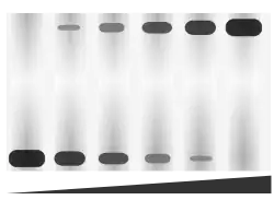 Schematic of an EMSA showing a gel shift in response to more protein