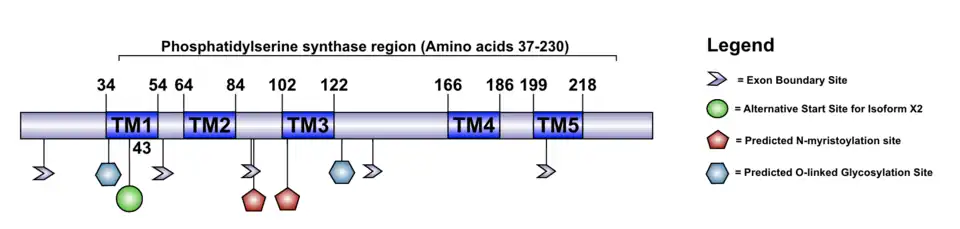 Schematic diagram of the human version of the TMEM269 Protein.