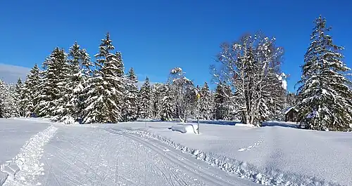 In the Schwantenau bog