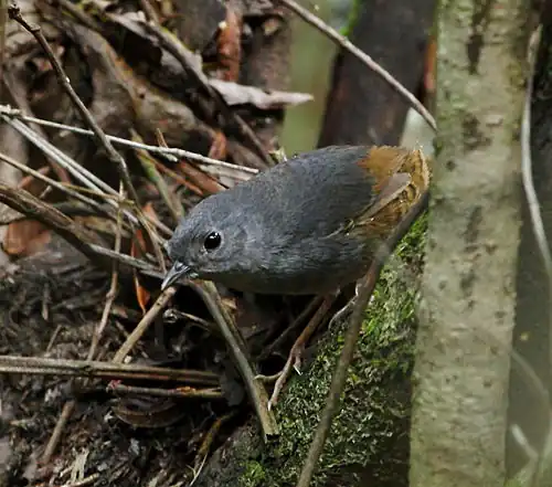 Brasília tapaculo