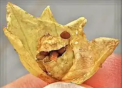 Scopolia carniolica: fruiting calyx dissected to reveal dehiscence of ripe pyxidium.