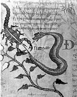 "Scorpion and snake fighting", Anglo-Saxon Herbal, c. 1050