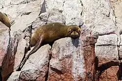 A sea lion sleeps in the Ballestas Islands, Peru