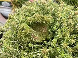 Fasciation exhibited on Sedum sexangulare.