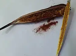 Seeds of Vanda tessellata