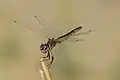 Selysiothemis nigra