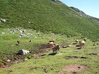 Cows on brañas of Sestil