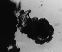 Settling brachiolarial larva