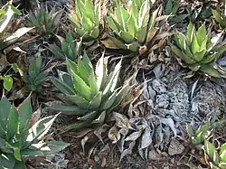 A cluster of rosettes
