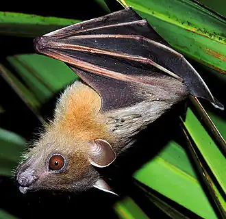 Brown bat