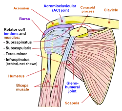 Diagram of the human shoulder joint
