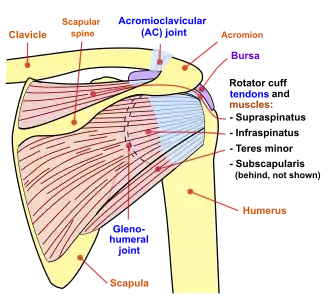 Diagram of the human shoulder joint, back view