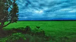 Grassland under a cloudy sky