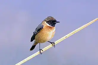 Male non-breeding, Uttar Pradesh, India