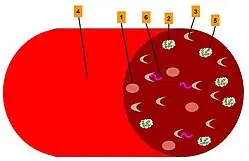 "This vein (4) shows the interaction between the malaria sporozoites (6) with sickle cells (3) and regular cells (1). While malaria is still affecting the regular cells (2), the ratio of sickle to regular cells is 50/50 due to sickle cell anemia being a heterozygous trait, so the malaria can’t affect enough cells with schizonts (5) to harm the body."[1]