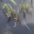 Argiope sp.