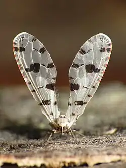 Sikaiana harti (tribe Sikaianini)