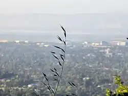 Silicon Valley background/bokeh shot with Samsung Galaxy S22 Ultra smartphone