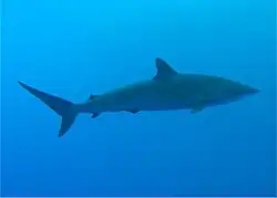 Underwater side view of a streamlined olive shark with a pointed snout and a small dorsal fin against blue water