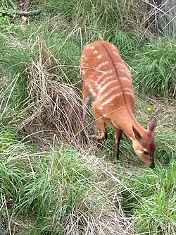 A Sitatunga (Tragelaphus spekii) eating grass.