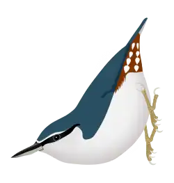 Sitta europaea asiatica, with white eyebrow and base of forehead. The reddish-brown rump is not very extensive.