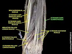 Extensor carpi ulnaris muscle