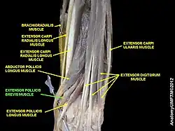 Extensor pollicis brevis muscle