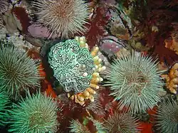 Small basket star and sea urchins at Kanobi's Reef