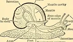 Diagram showing a snail's gastrointestinal tract and mantle cavity.