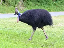 Southern cassowary