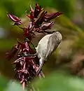 Sunbird (Cinnyris chalybeus) on honey flower