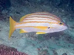 Spanish flag snapper swimming in the Ocean